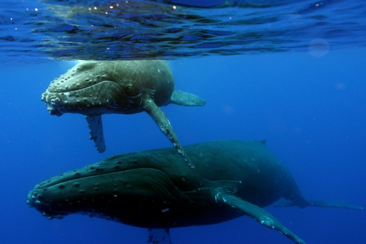 whales underwater