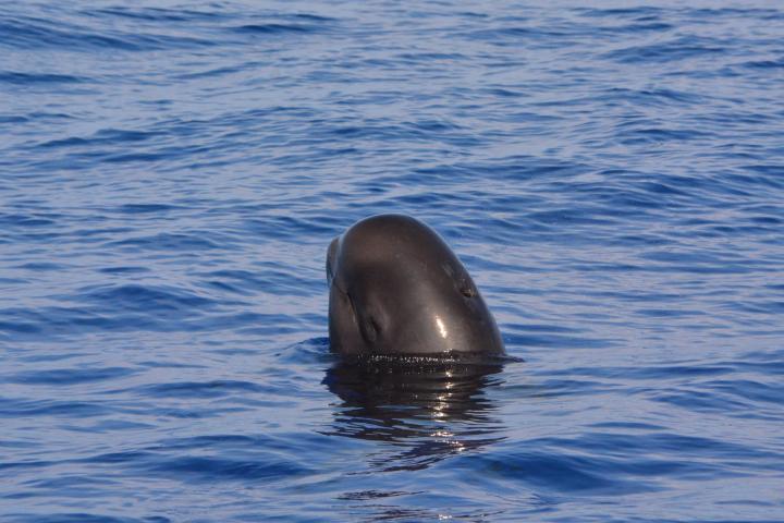 a dolphin swimming in a body of water