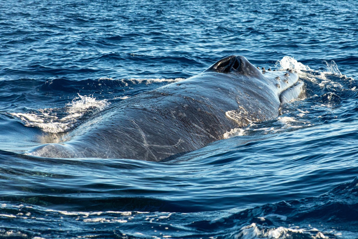 a whale swimming under water