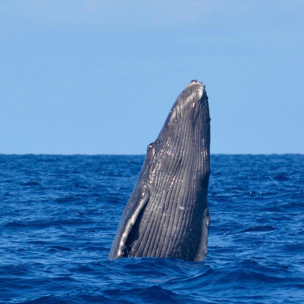 a whale jumping out of the water