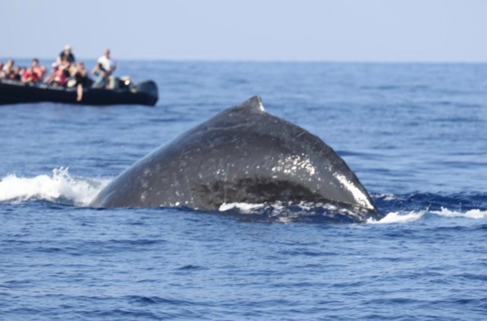 a whale jumping out of the water