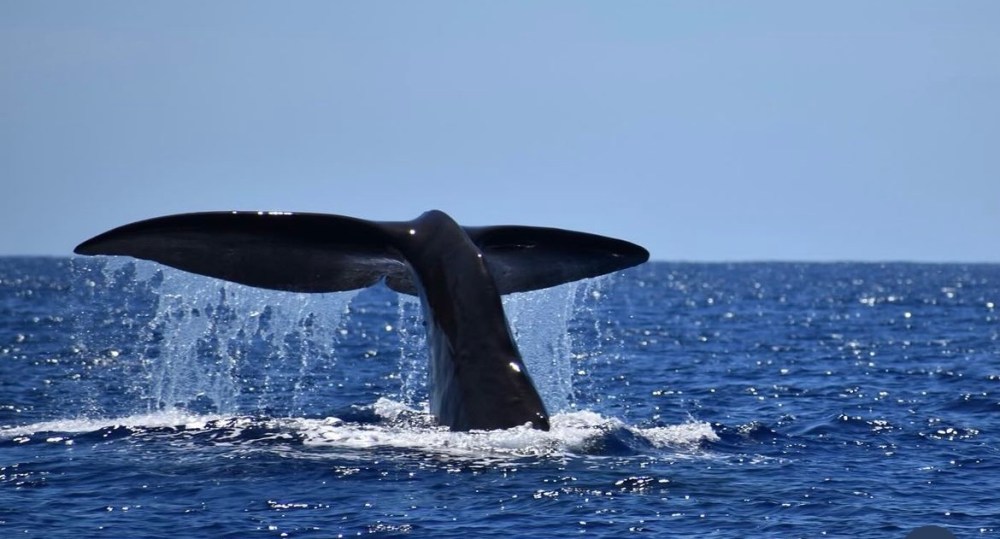 a whale jumping out of the water