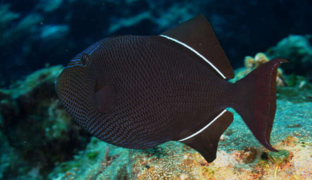 a fish swimming under water